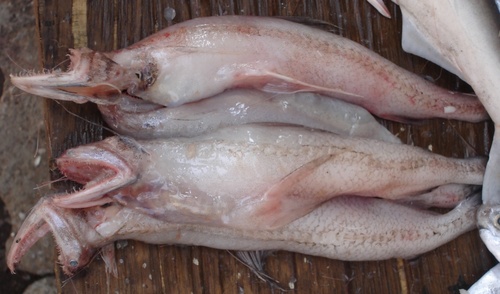 Bombay Duck a Bombli