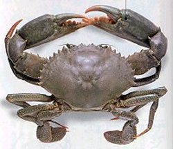 Crab