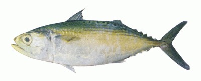 Indian Mackeral