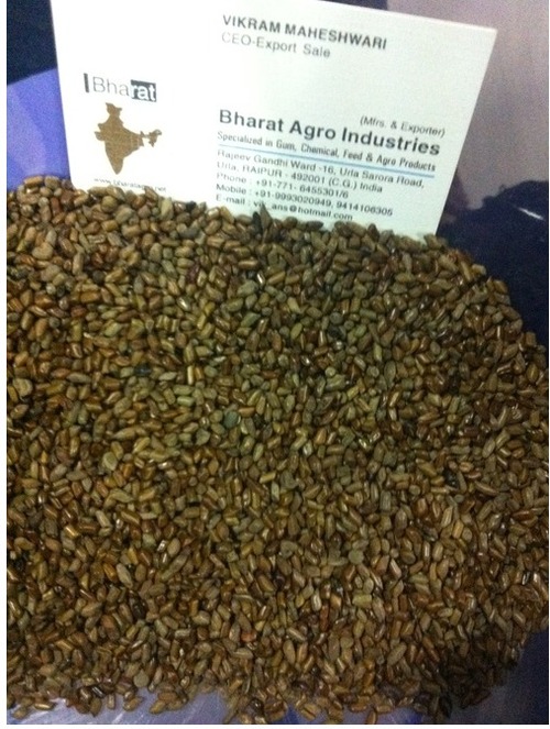 Cassia Tora Seed