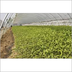 Organic Vermicompost