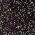 Hassan Green Granite