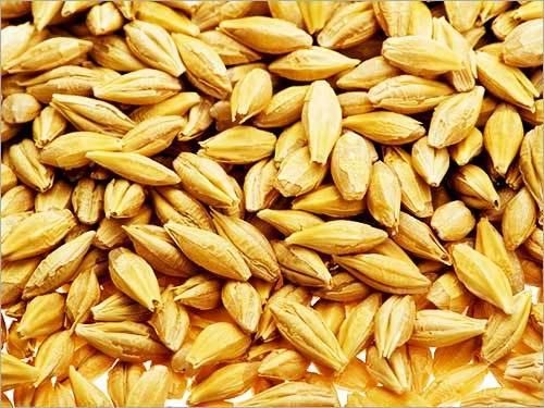 Barley Grains