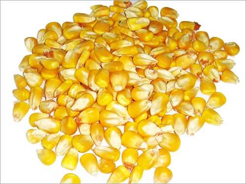 Yellow Maize Grain