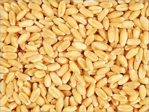 Wheat Grain