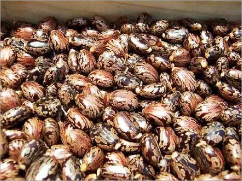 Custor Seeds