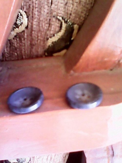 Light Blue Horn Button