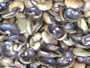 Cashew Kernel Shell