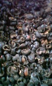 Cashew Shell