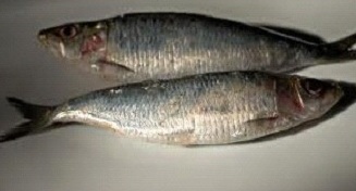 Round bellied sardines