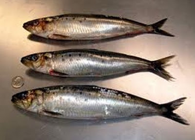 Rainbow Sardines