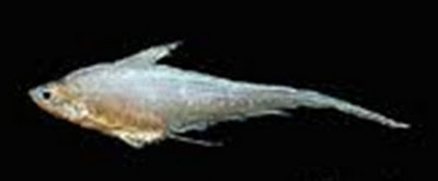 Gold spotted anchovy