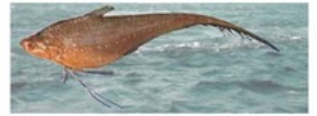 Gold spotted anchovy