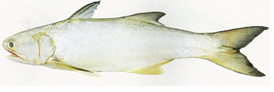 Indian Salmon