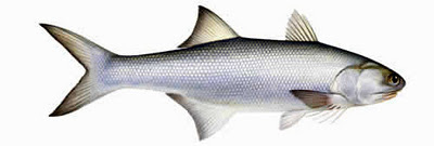 Indian Salmon