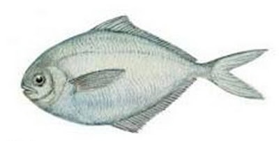 Butter Fish