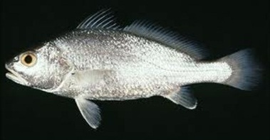 Dhoma Croaker