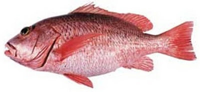 Mangrove Red Snapper