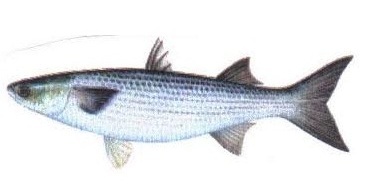 Mullet