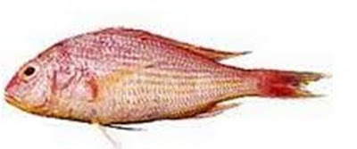 Japanese thread Fin bream