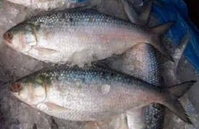 Hilsa Species