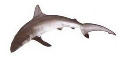 Indian dog shark