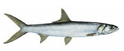 Lady Fish
