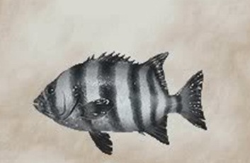Rock bream