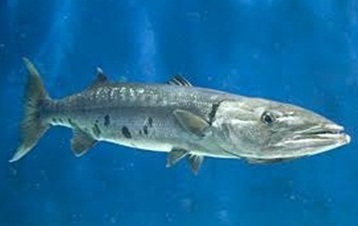 Barracuda