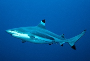 Black tip shark