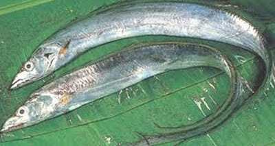 Ribbon Fish