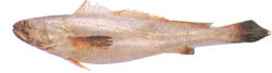 Jew fish