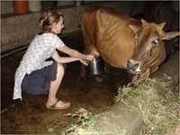 Cow Urine Therapy Services