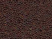 Indian Mustard Best Price