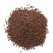 Mustard Seed Best Quality