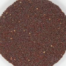 Mustard Seeds Seller