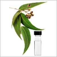 Eucalyptus Oil