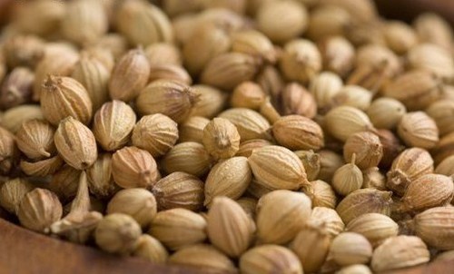 coriander seeds exporters