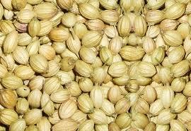 coriander seeds sprcification