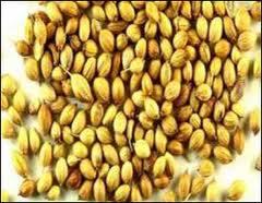 coriander seeds best price from india
