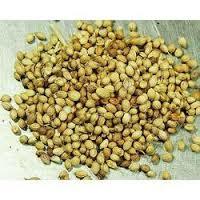 Bulgarian coriander seeds