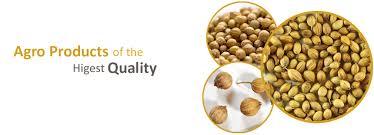 Fresh Parrot Coriander Seeds