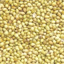 coriander seeds supplier