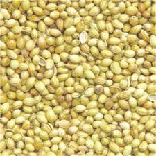 Indian Coriander Seed - Yellow Color, 7% Ash, 98% Purity, 8% Moisture, Jute/PP Bags | Pure Seeds, Great Flavor, Versatile Uses