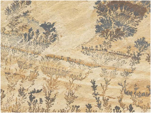 Fossil