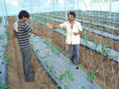 Green House