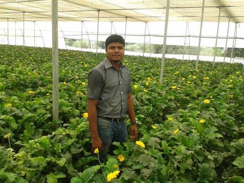 Green House