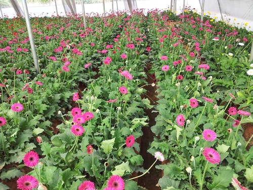 Green House
