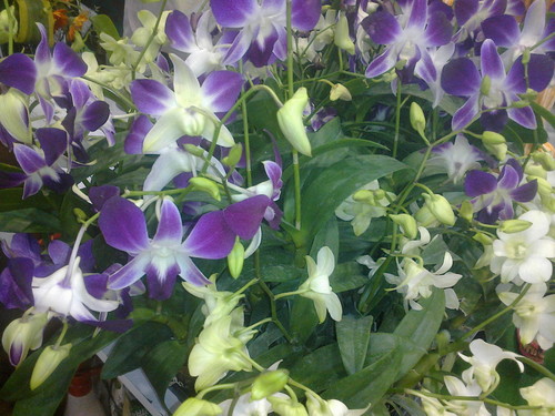 Green House
