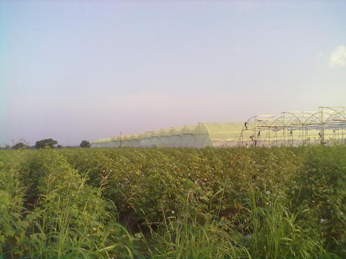 Green House